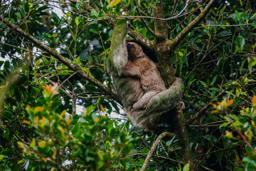 Sloth of Costa Rica