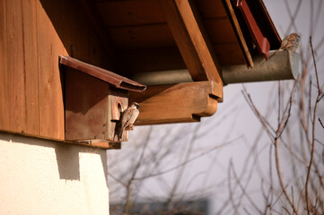 Ein Spatz sitzt an einem Vogelhaus, das unter dem Dach hängt