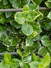 Ivy on the wall