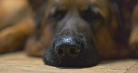 Black nose of a dog, close-up of a dog's muzzle. German Shepherd falling asleep after a walk