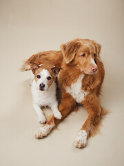 A Jack Russell and a Nova Scotia Duck Tolling Retriever dog sit together, Warm and cozy canine companions in a studio setting - 780024249