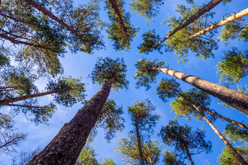 Natural background. The tops of tall pines against the blue sky on a sunny summer day. Low shooting point.