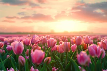 Fotobehang Sunrise over tulip field © Alina