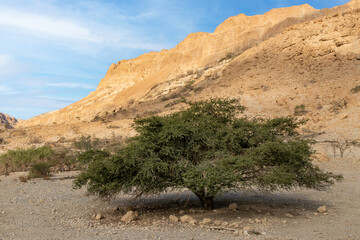 Acacia tree in the Judean Desert in Ein Gedi National Park.