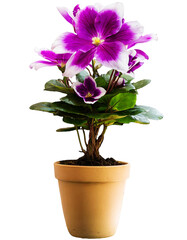 Naklejka premium beautiful flower in a flowerpot isolated with transparent background. clipart. png