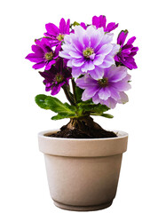 Naklejka na ściany i meble beautiful flower in a flowerpot isolated with transparent background. clipart. png
