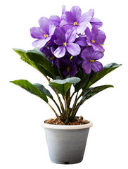 Naklejka premium beautiful flower in a flowerpot isolated with transparent background. clipart. png