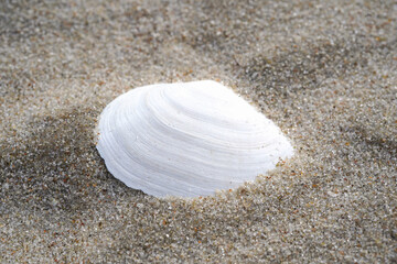 Fototapeta na wymiar cloeup of sea shell in the sand