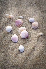 sandy beach with seashells - 780025685