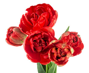 Bouquet of red tulips isolated on a white background. Scarlet terry tulips.