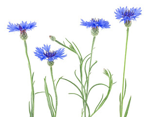 Set of blue flowers of knapweed isolated on a white background. Centaurea cyanus. - obrazy, fototapety, plakaty