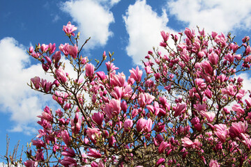 Magnolia blooms in the garden in spring