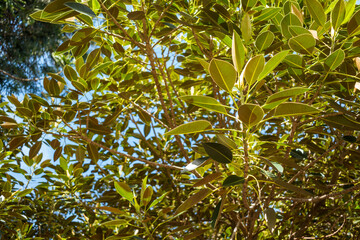 Leaves of ancient trees and the blue sky in the background