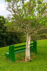 Green garden bench under tree on blue sky background with clouds.