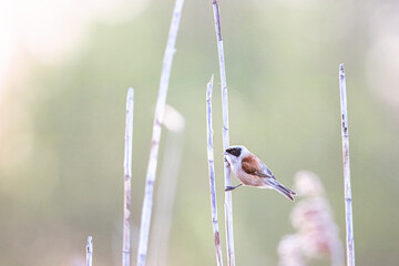 Eurasian penduline tit (Remiz pendulinus) sits on a reed on a sunny spring day with green background.