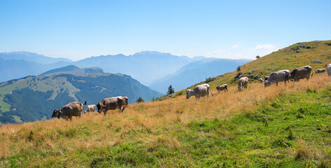 grazing cows at alpine meadow Monte Baldo mountain, north italy