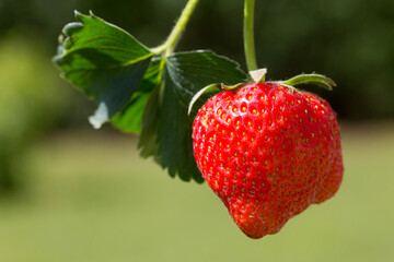 Closeup of red strawberry isolated on green background. - 780034007