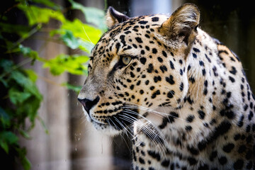 Persian leopard: A majestic and critically endangered big cat - 780035076