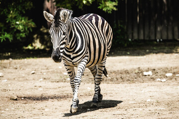 Zebra: A striking and iconic African mammal - 780035273