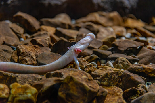 Olm Proteus Anguinus in Slovenian Postojna cave