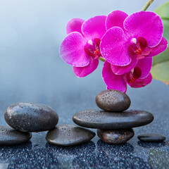 Pink orchid flowers and black spa stones on the gray table background. - 780036087