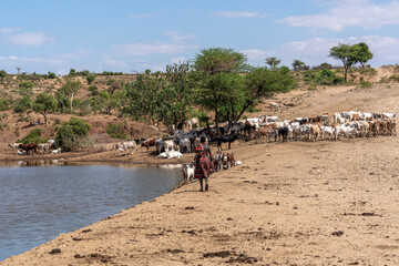 Ethiopia, a shepherd with his goats at a watering hole near Turmi