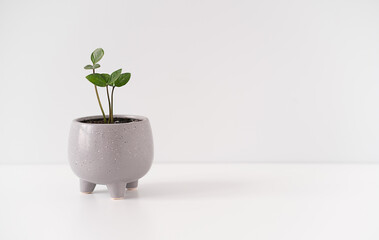 Home modern text space copy desk plant decoration minimalist background grey Flower pot placed on...