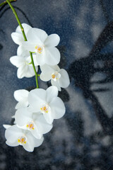 White orchid flowers on the gray background. - 780038232