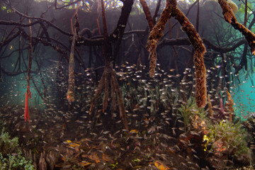 Cardinalfish school among the prop roots of a mangrove forest in Raja Ampat, Indonesia. This tropical region is known as the heart of the Coral Triangle due to its incredible marine biodiversity.
