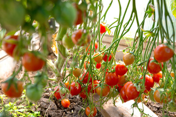 Red cocktail tomatoes in the home garden . Geranium kiss tomatoes.