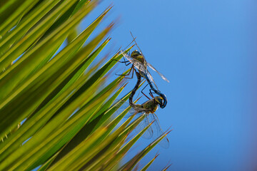 dragonflies mating in the spring