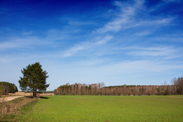 Rural landscape, field road and arable fields in spring