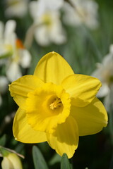 Beautiful yellow daffodil close-up in the garden on a blurred background