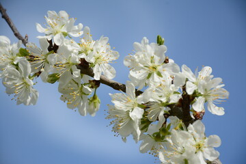 Branch with white flowers against a blue sky