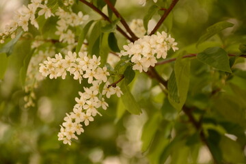 Branch with white flowers of fragrant bird cherry close-up