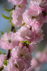 Delicate pink flowers of light pink Japanese flowering cherry ( Prunus serrulata) close-up