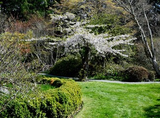 Spring tree blossoms flowering fruit trees in seasonal spring blooms