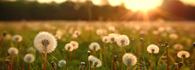 Fotobehang Dandelion dreams: a sun-kissed meadow. A vibrant field bursting with yellow dandelions, illuminated by the warm glow of the setting sun in the background © guruXOX