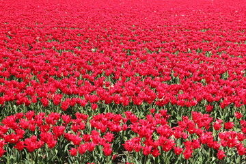 a big group beautiful red tulips closeup in a bulb field in the dutch countryside at a sunny day in springtime