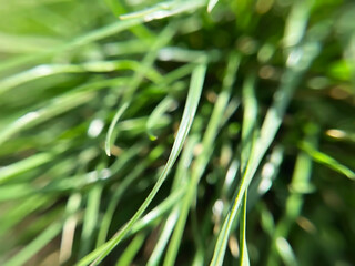 Green natural background with grass in the foreground and a blurry background