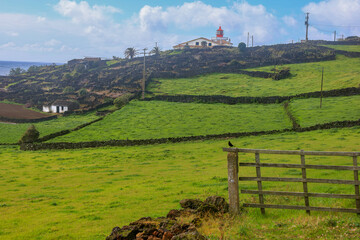 Um melro preto e o farol das Contendas na paisagem da ilha Terceira nos Açores 