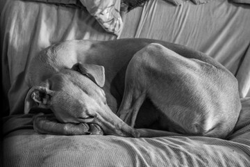 Ivo, the spanish greyhound, having a nap