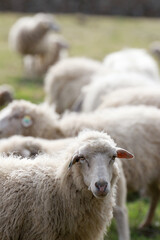 flock of sheep in the field outdoors