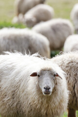 flock of sheep in the field outdoors