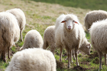 flock of sheep in the field outdoors