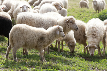 Obraz na płótnie Canvas flock of sheep in the field outdoors