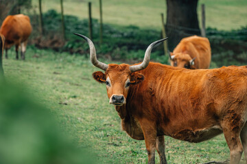 outdoor cow and bull farming