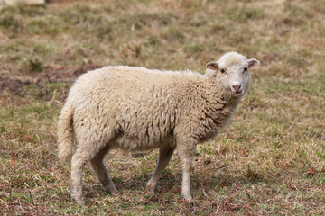 Obraz na płótnie Canvas flock of sheep in the field outdoors