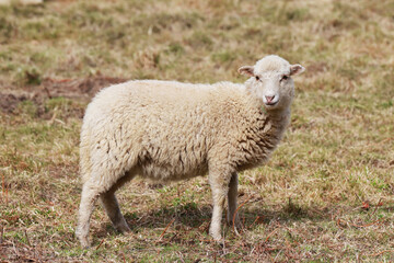 Naklejka na ściany i meble flock of sheep in the field outdoors