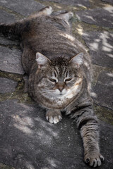 Monji, the Tabby cat, relaxing